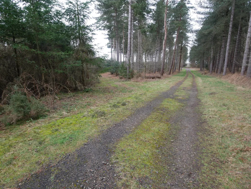 Deux chemins herbeux se séparent au milieu d'une forêt de pins.